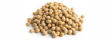 Soya bean: An asset for  food security