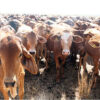 Farmers reeling as Foot-and-Mouth Disease strikes Midlands province