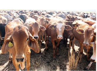 Farmers reeling as Foot-and-Mouth Disease strikes Midlands province